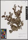 Foto von Salix aurita L.